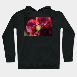 Ephemeral Elegance Hoodie